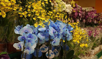 Flores apresentaram maior variação de preços
