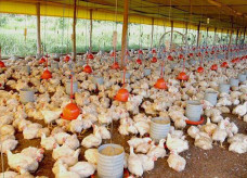 Crescimento do setor poderia ser maior não fossem as incertezas que elevam o custo de produção na atividade, como a guerra na Ucrânia