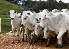 Segundo dados do IBGE, o abate de bovinos totalizou 1,82 milhão de toneladas de carcaças no primeiro trimestre; Foto: Arnaldo Alves