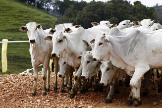 Segundo dados do IBGE, o abate de bovinos totalizou 1,82 milhão de toneladas de carcaças no primeiro trimestre; Foto: Arnaldo Alves