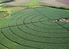 Alta decorre da expansão do algodão, trigo e milho