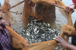 Objetivo é fomentar a cadeia da piscicultura no município; Foto: Arquivo/Assecom