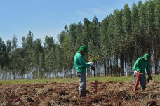 Entre janeiro e março, foram mais de mil novas vagas criadas na atividade florestal