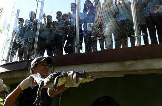 Cuidados garantem bem-estar e aumentam expectativa de vida dos jacarés; Foto: Bruno Rezende/Portal MS