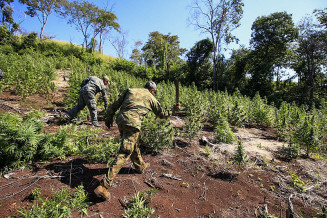 Até o momento, foram destruídos 1.100 hectares de plantações de maconha; Foto: Senad