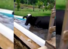 Vaca pula na piscina de fazenda para se refrescar após termômetros marcarem 37 °C em Vianópolis — Foto: Reprodução/TV Anhanguera