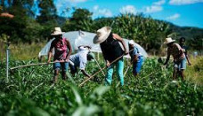 Agricultura familiar no Brasil ocupa apenas 23% das áreas cultivadas no campo; Foto: Divulgação/Senar MS