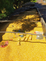 Polícia Militar Rodoviária apreende 5,5 Ton de Maconha em Dourados