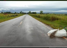 Ciclista foi atropelado por caminhão boiadeiro e morreu na hora. (Foto: Ivi Notícias)