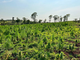 Senad destrói mais de 16 toneladas de maconha no Paraguai