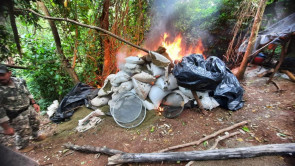 Senad destrói mais de 16 toneladas de maconha no Paraguai