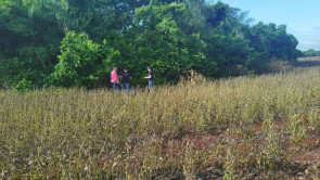 Polícia encontra chupeta de criança de 6 anos estuprada e assassinada em lavoura; vídeo