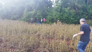 Polícia encontra chupeta de criança de 6 anos estuprada e assassinada em lavoura; vídeo