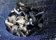 Programa busca aumentar a produção de peixes em Dourados; Foto: Edemir Rodrigues\Agência MS