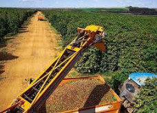 Safra atingirá 54,9 milhões de sacas de 60kg, sendo 37,43 milhões de cafés da espécie arábica e 17,5 milhões de conilon em uma área de 1,9 milhão de hectares; Foto: Divulgação