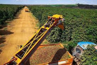 Safra atingirá 54,9 milhões de sacas de 60kg, sendo 37,43 milhões de cafés da espécie arábica e 17,5 milhões de conilon em uma área de 1,9 milhão de hectares; Foto: Divulgação