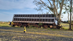 Motorista morre ao colidir caminhão contra árvore na BR-376
