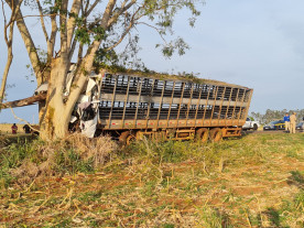 Motorista morre ao colidir caminhão contra árvore na BR-376