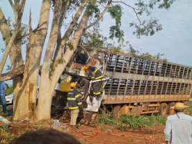 Motorista morre ao colidir caminhão contra árvore na BR-376