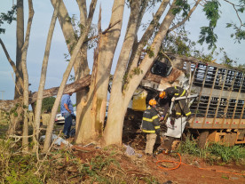 Motorista morre ao colidir caminhão contra árvore na BR-376