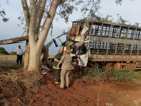 Motorista morre ao colidir caminhão contra árvore na BR-376