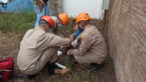 PRF apreende grande quantidade de maconha em Dourados e 5 são presos