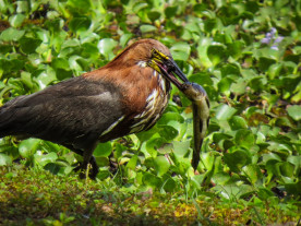FOTOS: Aquidauana é um dos principais destinos para observação de aves