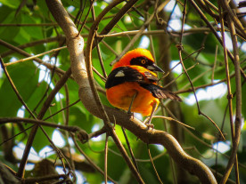 FOTOS: Aquidauana é um dos principais destinos para observação de aves