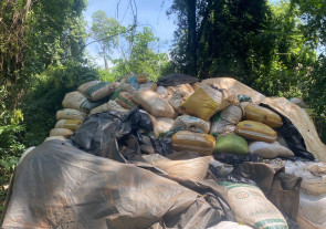 Operação entre Senad e Polícia Federal elimina quase 330 toneladas de maconha