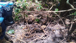 Polícia encontra corpo de indígena assassinado há 2 meses em Dourados
