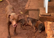 Foto: Nova News
