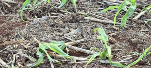 Homem é morto com várias facadas e degolado na Aldeia Jaguapiru