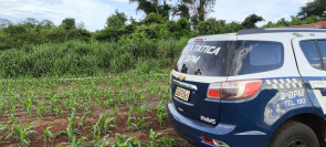 Homem é morto com várias facadas e degolado na Aldeia Jaguapiru
