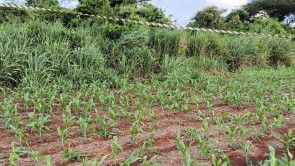 Homem é morto com várias facadas e degolado na Aldeia Jaguapiru