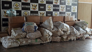 DOF aprende quase 2 toneladas de maconha com adesivo de limão na MS-164