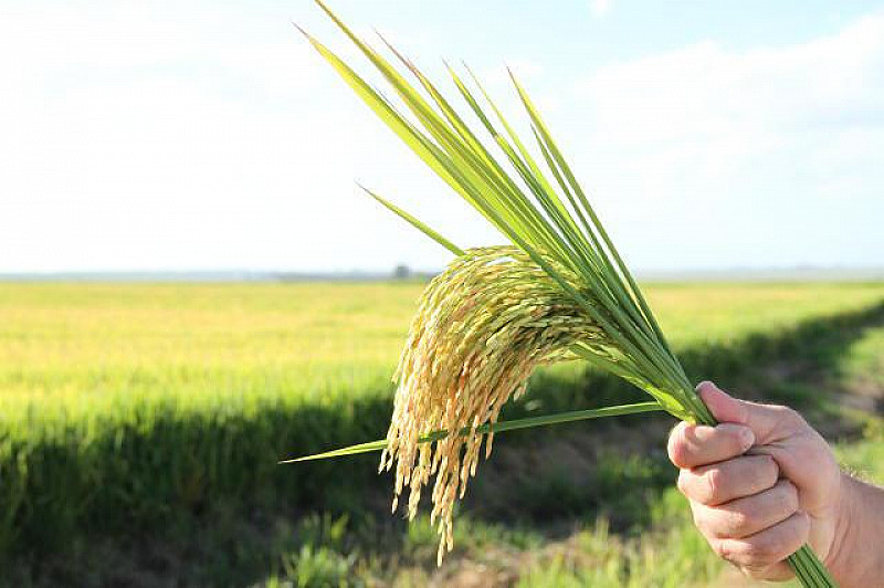 Brasil Não Terá Desabastecimento De Arroz Diz Presidente De Entidade Do Setor Ligado Na Notícia 8242