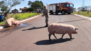 VÍDEO: Carreta com porcos tomba, animais são saqueados e motorista é levado para hospital em Dourados