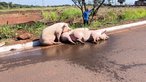 VÍDEO: Carreta com porcos tomba, animais são saqueados e motorista é levado para hospital em Dourados