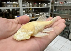 Exemplar coletado há décadas está em laboratório da UFMS; Foto: Leandro Melo