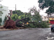 Árvore derrubada pelo vento no cruzamento da Rua Cuiabá com a Rua dos Missionários; foto: Ligado Na Redação