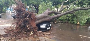 Vendaval deixa rastro de destruição em Dourados; confira as fotos