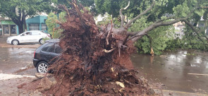 Vendaval deixa rastro de destruição em Dourados; confira as fotos