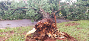 Vendaval deixa rastro de destruição em Dourados; confira as fotos