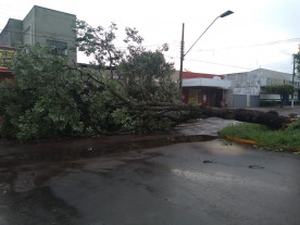 Vendaval deixa rastro de destruição em Dourados; confira as fotos
