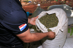 Maconha ‘premium’ produzida para o mercado brasileiro é destruída na fronteira