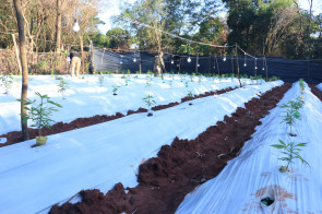 Maconha ‘premium’ produzida para o mercado brasileiro é destruída na fronteira