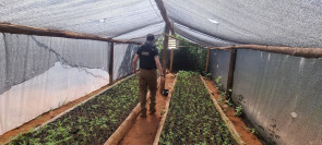 Maconha ‘premium’ produzida para o mercado brasileiro é destruída na fronteira