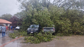 VÍDEO: Árvore histórica tomba e causa prejuízo na Rua dos Missionários