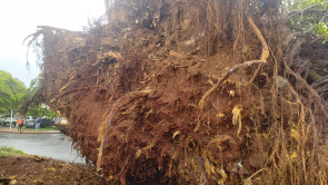 VÍDEO: Árvore histórica tomba e causa prejuízo na Rua dos Missionários