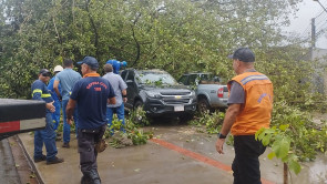 VÍDEO: Árvore histórica tomba e causa prejuízo na Rua dos Missionários